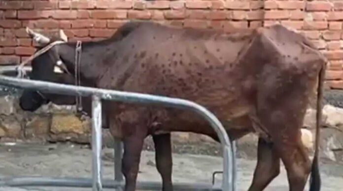 टिहरी में अगले एक माह के लिए पशुओं की आवाजाही