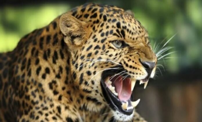 जखोली में घास काट रही महिला को गुलदार ने बनाया